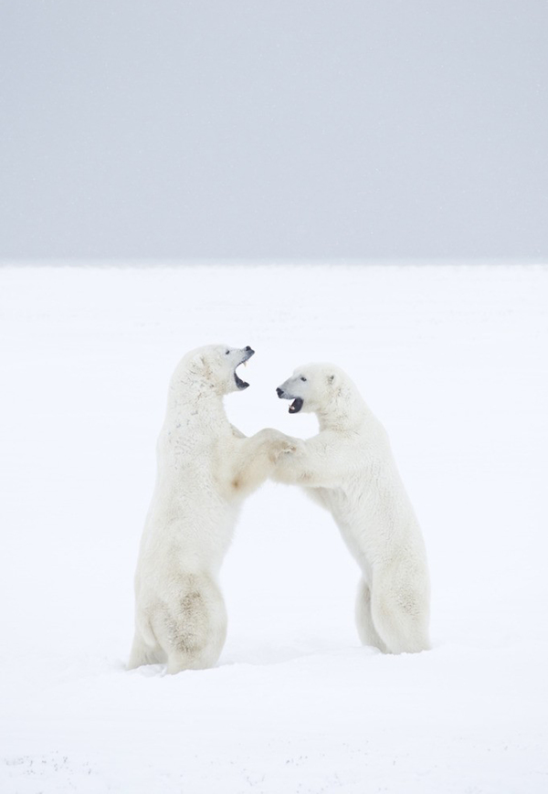 打斗的北极熊