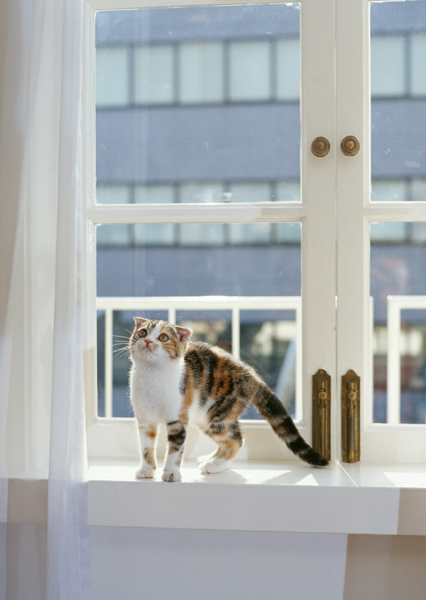 窗台上的小花猫图片