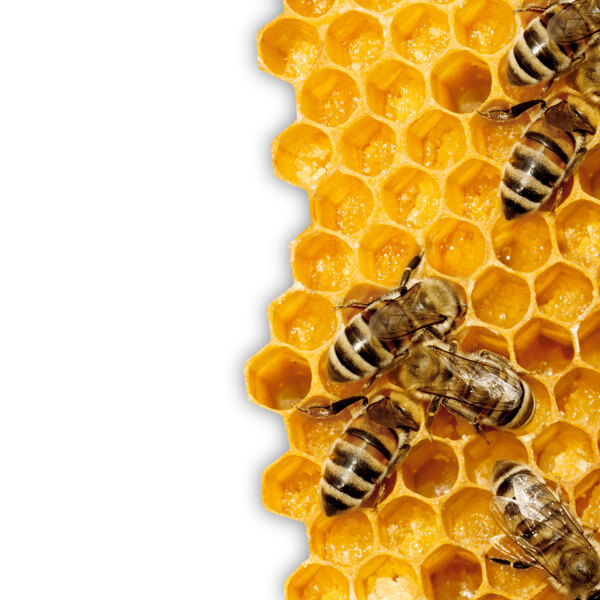 蜜蜂蜂巢峰片
