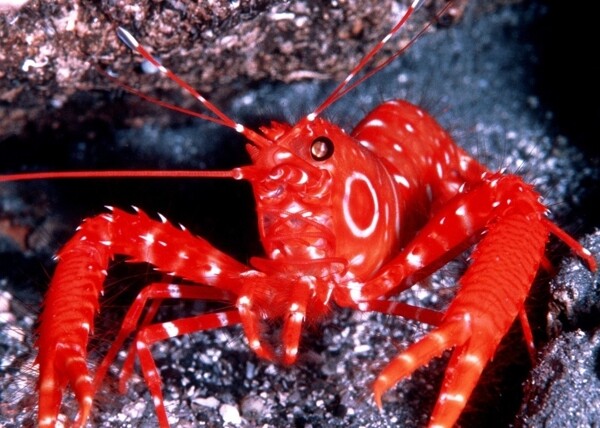 海洋红虾图片