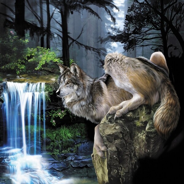 狼动物插图21
