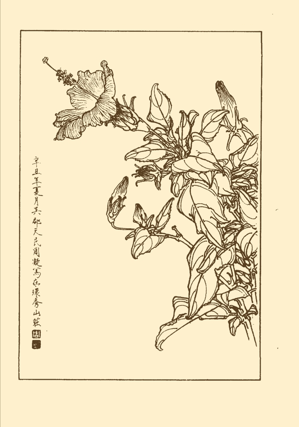 扶桑圖片