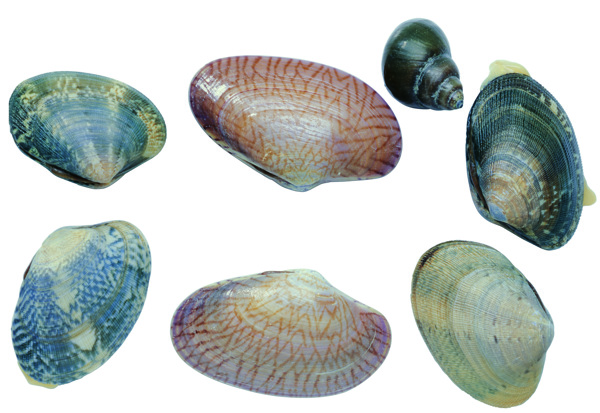 河蚌蚌壳图片