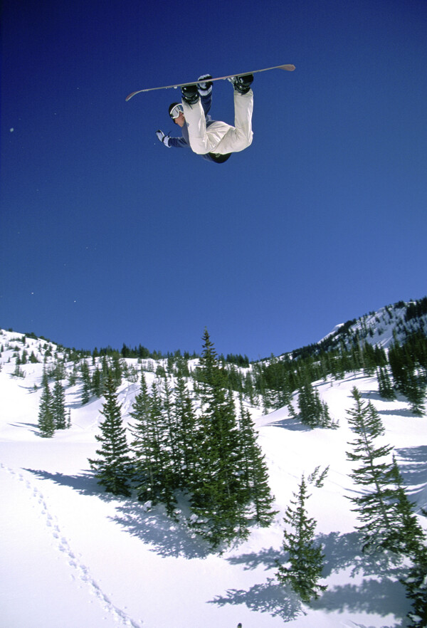 青松雪地里滑雪的男人PSD素材图片