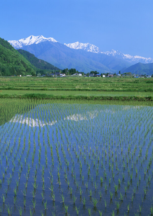 田野