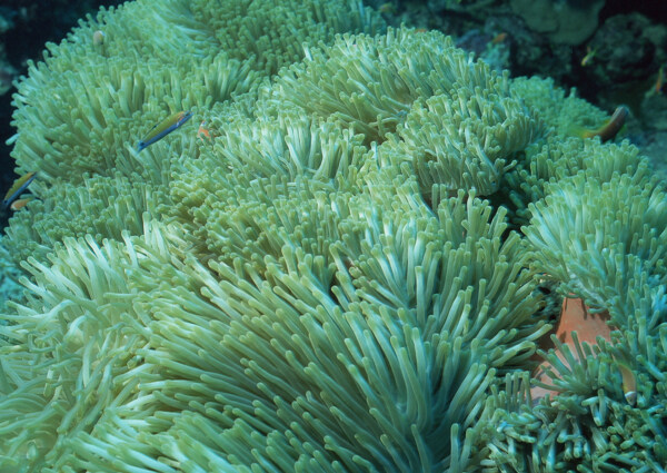 海洋植物圖片