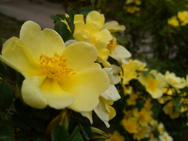 小黃花圖片