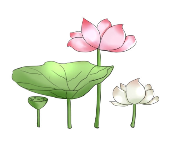 綻放荷花卡通插畫