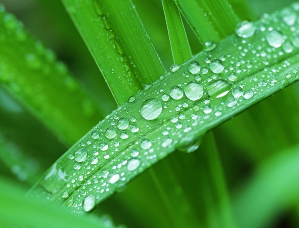 雨后圖片