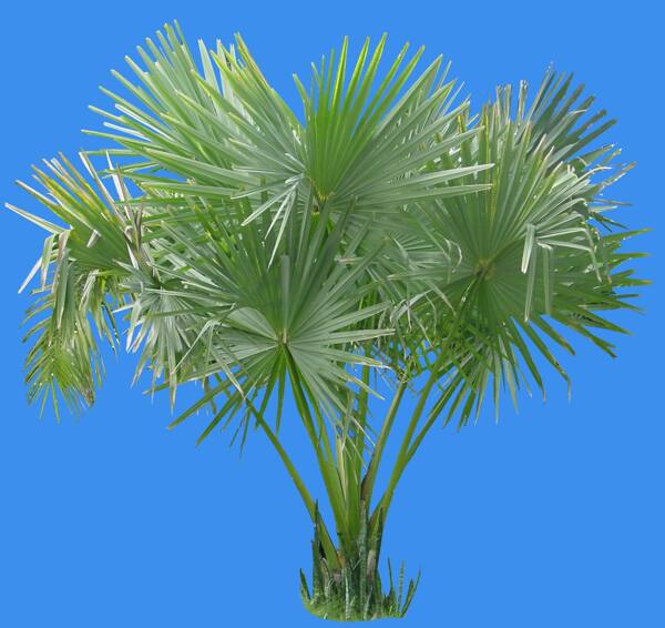 貝葉棕植物素材