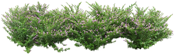 聯(lián)接植物花