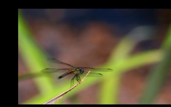 蜻蜓视频素材