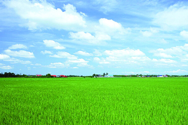 田野圖片