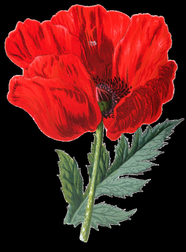 果紅花葉卡通透明素材