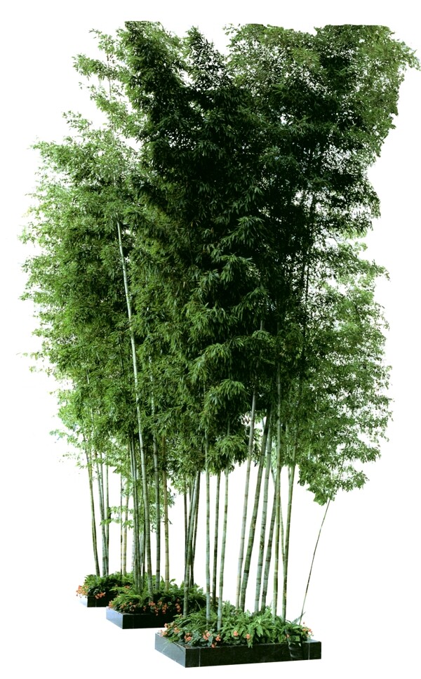 竹子素材