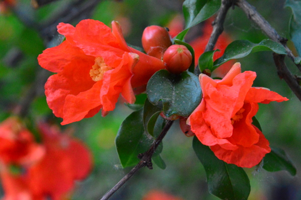 石榴花
