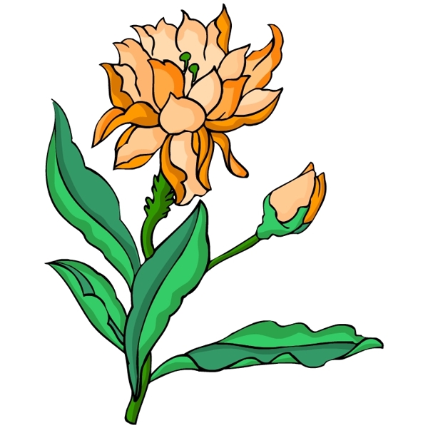 花卉古典插畫(huà)