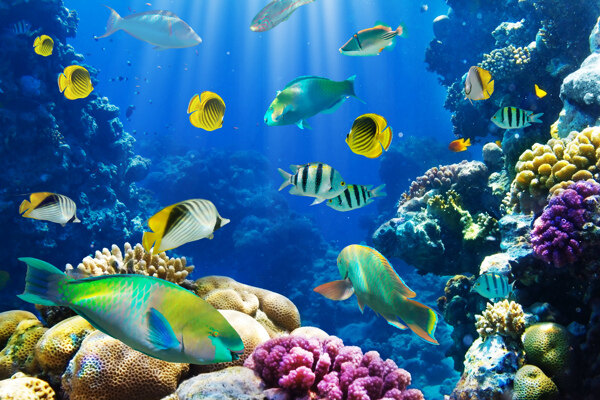海底彩色魚群圖片
