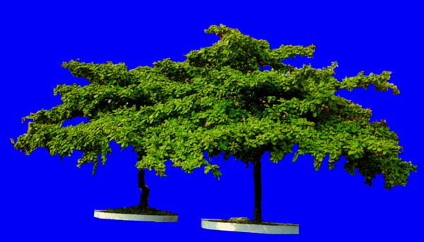 植物貼圖素材JPG1532