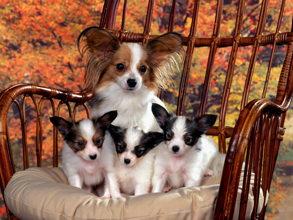狗妈妈和三只小狗狗图片