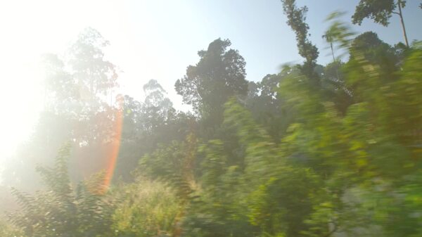 POV镜头穿过斯里兰卡丛林