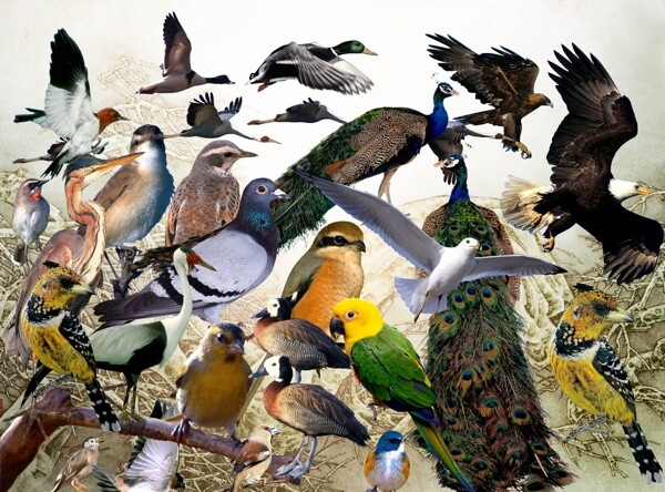 鸟类分层图图片