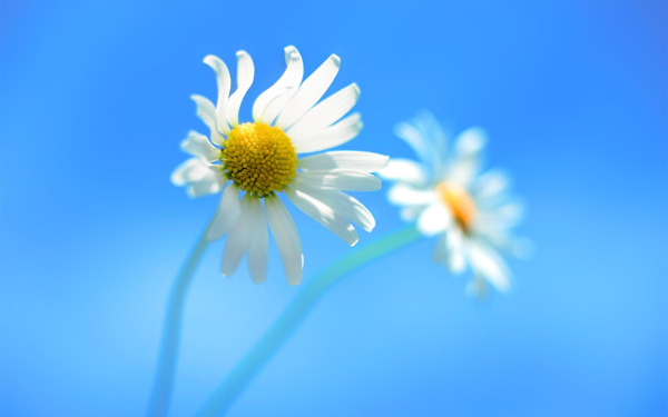 位圖寫實(shí)花卉植物花朵菊花免費(fèi)素材
