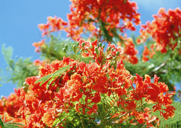 植物鮮花素材