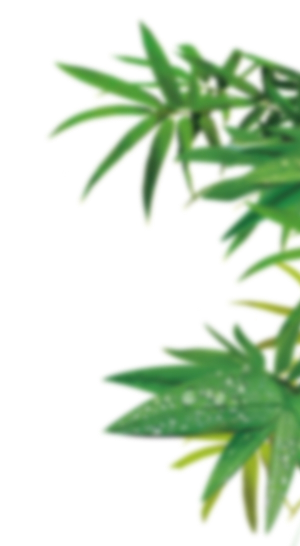 端午節(jié)綠色葉子