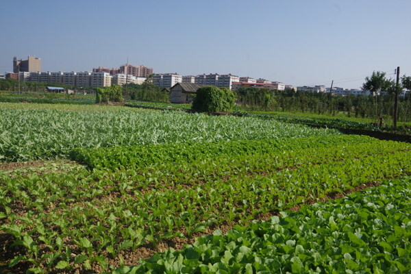 蔬菜基地东区