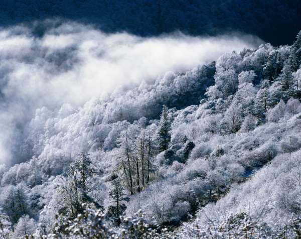 霧凇白色雪