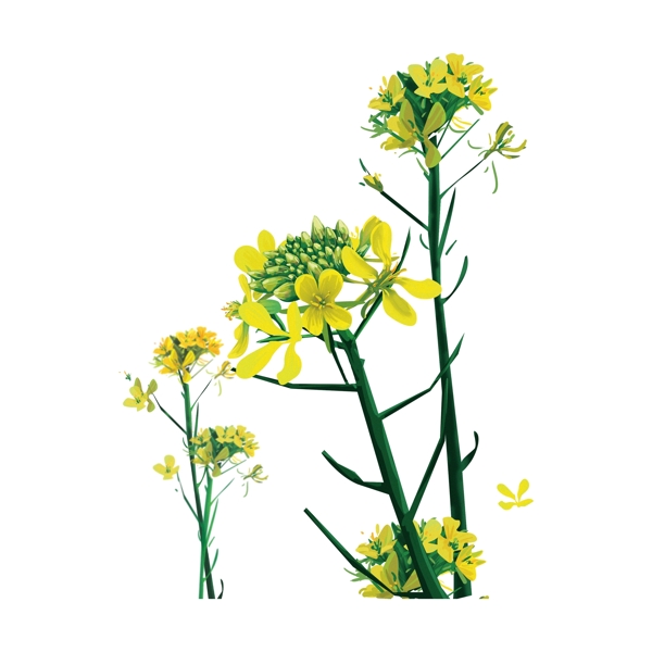 黃綠香花裝飾元素
