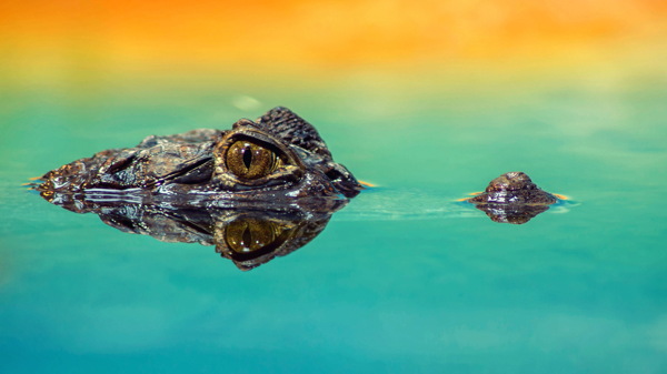 水中鳄鱼高清图片