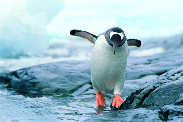 支棱翅膀的可爱企鹅高清图片