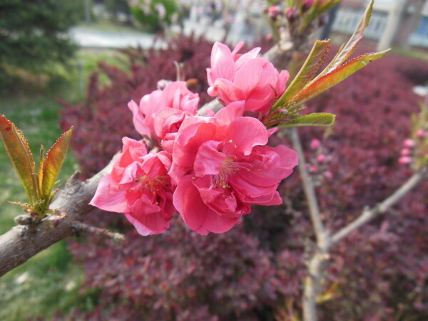 梅花圖片