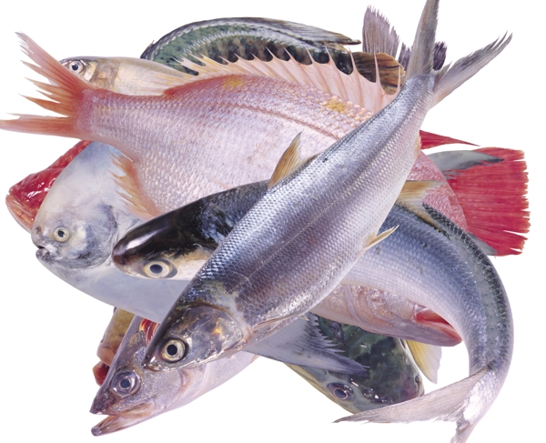 各種海魚