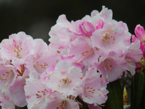 杜鵑花
