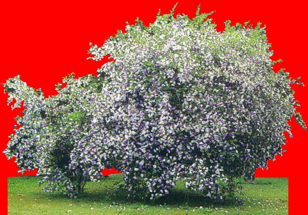 植物貼圖素材JPG1317