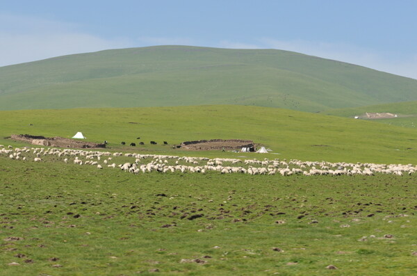 大草原牛羊风景图片
