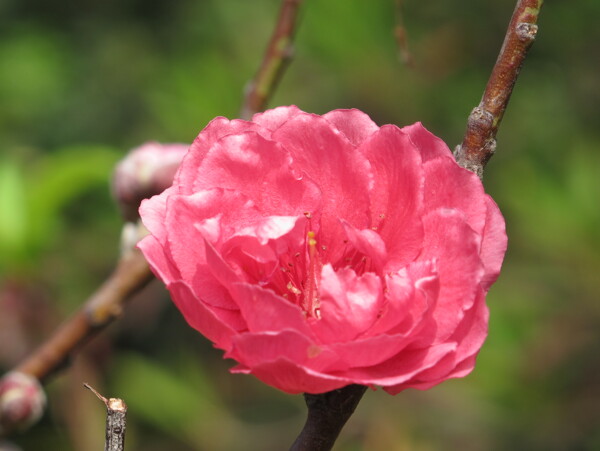 桃花圖片
