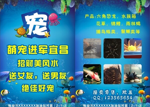 水族寵物宣傳單