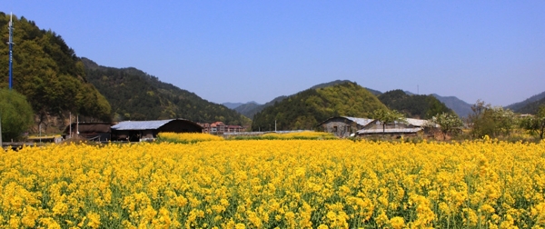 油菜地圖片