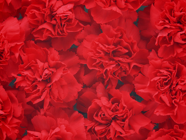 红色康乃馨花卉图片
