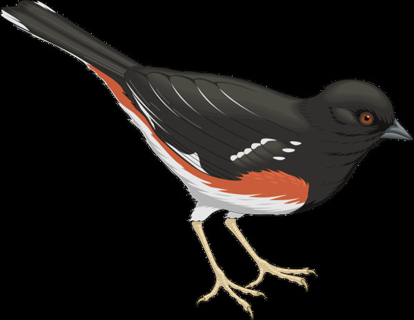 鳥11