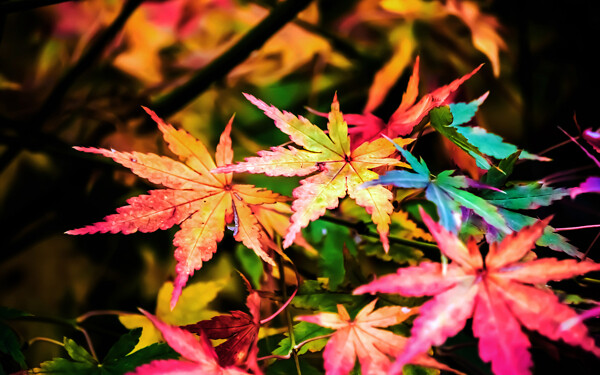 微距植物