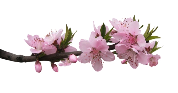 桃花圖片