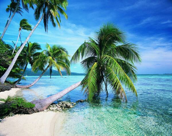 海边椰树风景图图片