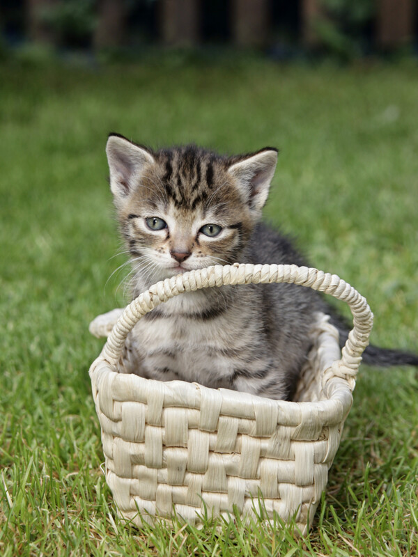 篮子里的猫咪