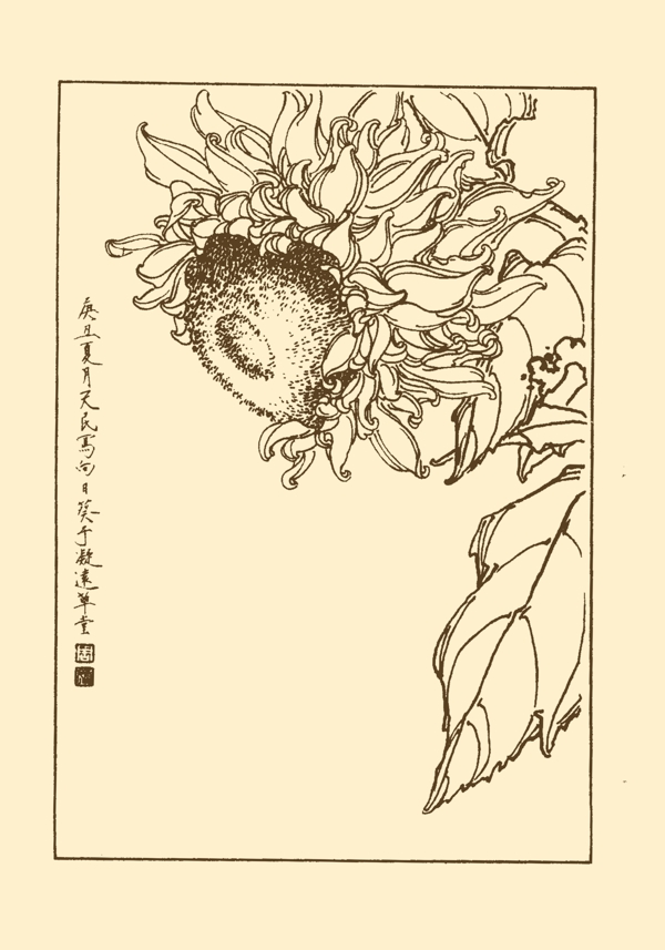 向日葵圖片