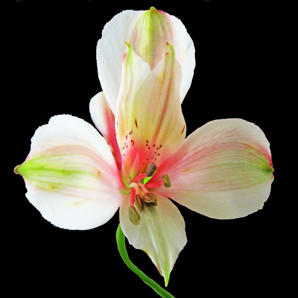 位圖植物攝影寫實(shí)花卉花朵數(shù)碼照片免費(fèi)素材